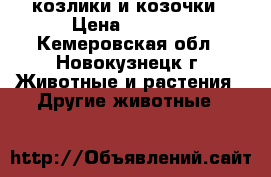 козлики и козочки › Цена ­ 3 000 - Кемеровская обл., Новокузнецк г. Животные и растения » Другие животные   